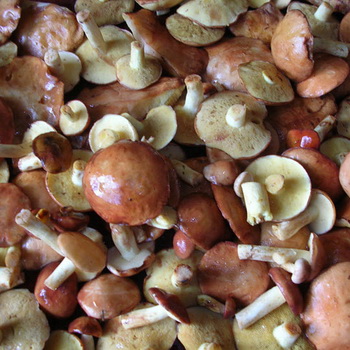 Mempersiapkan mentega untuk menggoreng: mengolah jamur
