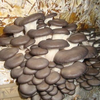 牡蛎蘑菇：特性、益处和危害