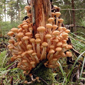 鄂木斯克和鄂木斯克地区的蜂蜜蘑菇
