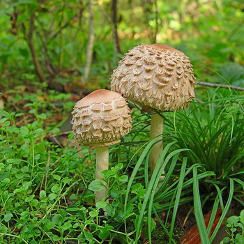 Syötävät sienivarjot: valokuva ja kuvaus