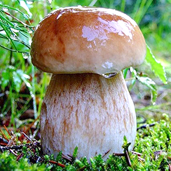 Manfaat dan bahaya jamur porcini bagi tubuh manusia