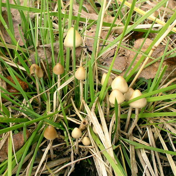 Psilocyba semi-lanset: foto jamur dan di mana menemukannya