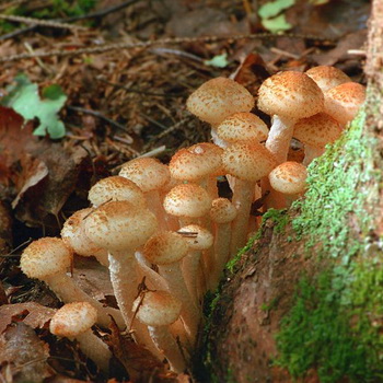 沃罗涅日和沃罗涅日地区的蜂蜜蘑菇