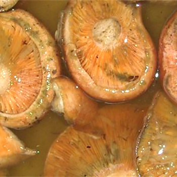 Acar untuk acar dan acar jamur: resep