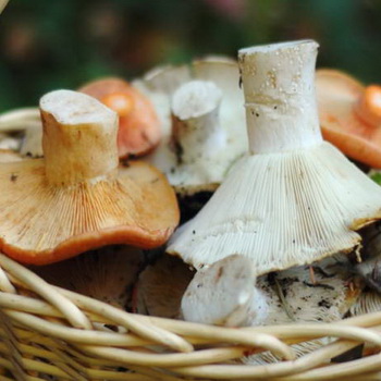 Mga mushroom ng gatas: mga sikat na uri