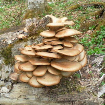 Cara membedakan jamur tiram hutan yang bisa dimakan dan palsu