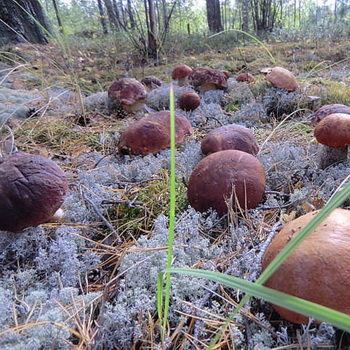 Hvilke svampe kan dyrkes i landet, og hvordan man gør det