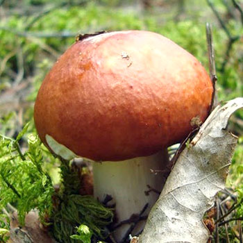 Boletus mushroom: mga katangian ng mga species
