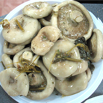 Mga recipe para sa adobo na puting gatas na mushroom (na may larawan)