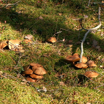 十月蘑菇：可食用和不可食用的物种