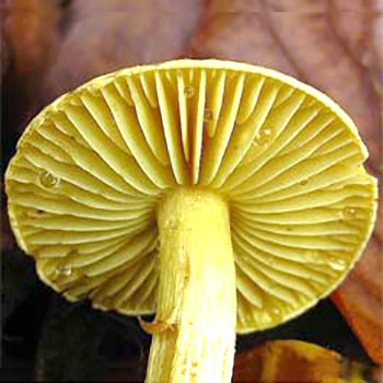 Nejedlá houba ryadovka sírově žlutá