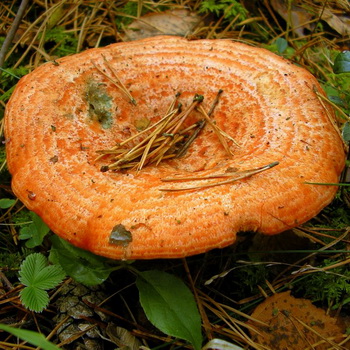 Ryzhiki - nakakain na mushroom: larawan at paglalarawan