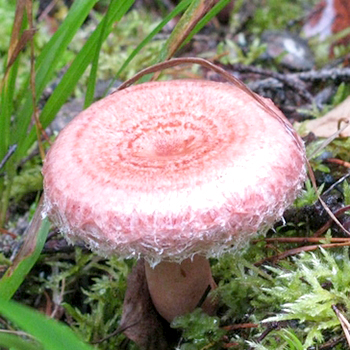 假蘑菇及其与真蘑菇的区别
