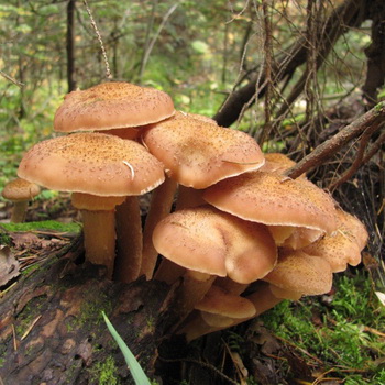 Hunajasienet Tšeljabinskin alueella: eniten sieniä