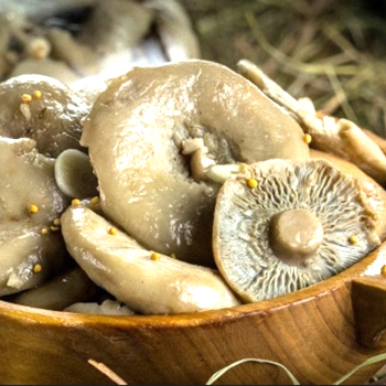 用乳蘑菇制作菜肴的食谱