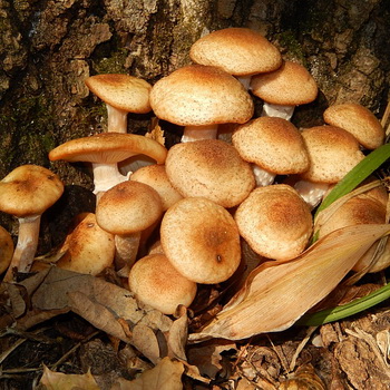 Hunajasienet Lipetskin alueella: mistä kerätä sieniä