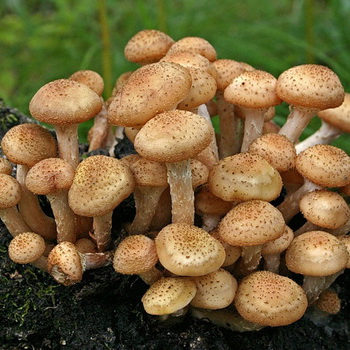 Tempat di mana jamur madu tumbuh di Samara dan wilayah Samara
