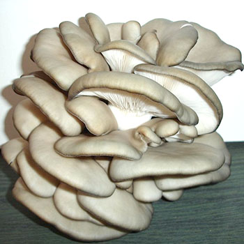 Pagpapalaki ng oyster mushroom sa iba't ibang paraan