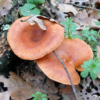 毒蘑菇 ryadovki - 健谈者