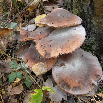 Mga lumang mushroom: kung ano ang hitsura nila at kung paano lutuin