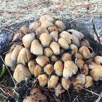 Tojás alakú termőtestű gombák