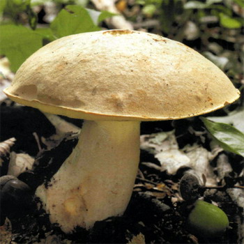 Half white mushroom