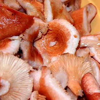 Menetelmät sienien suolaamiseen talveksi