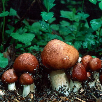 Mushroom ringlet: paglalarawan at paglilinang