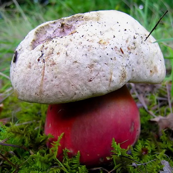 Jamur setan: foto, deskripsi, ganda, dan video jamur beracun