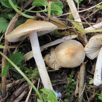 毒蘑菇纤维（照片和说明）