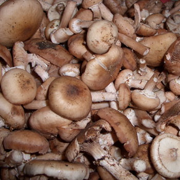 如何在烹饪前正确清洁蜂蜜蘑菇