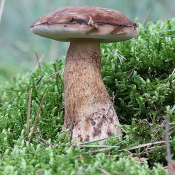 Apakah jamur empedu (pahit) beracun atau tidak?