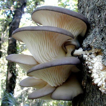 Indsamling af østerssvampe: råd til nybegyndere svampeplukkere