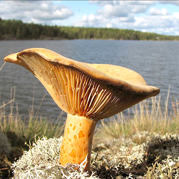 Koleksi jamur di Yekaterinburg dan wilayah Sverdlovsk