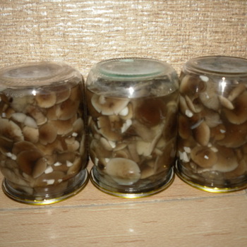 Medaus agarų verpimas žiemai: kaip marinuoti grybus