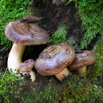 Mlynáři (mléčné houby) nejedlé a jejich druhy