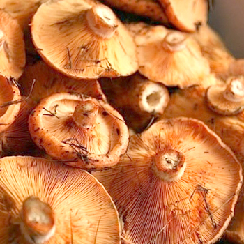 Apakah jamur merendam jamur sebelum dimasak?