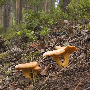 俄罗斯的鸡油菌蘑菇生长的地方