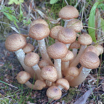 Hunajasienet Kalugan alueella: missä sienet kasvavat