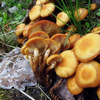 Nyári, őszi és téli gombák a Szaratov régióban