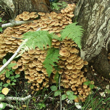 Medové houby v Ufě: nejvíce houbových míst