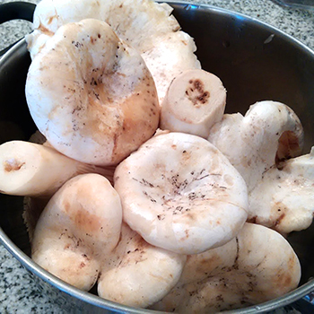 Cara merendam jamur susu dengan benar sebelum menggoreng, mengasinkan, dan mengasinkan