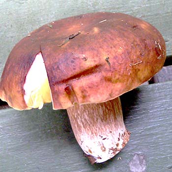 什么蘑菇看起来像牛肝菌：所有品种