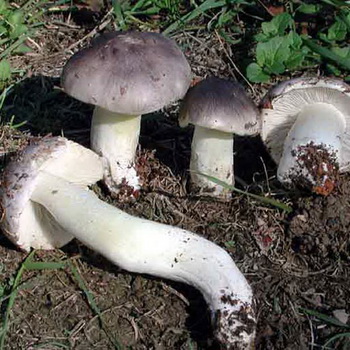 莫斯科地区的蘑菇 ryadovok 类型