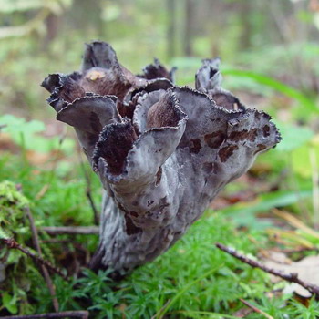 Sarven muotoinen suppilo: kuva ja kuvaus sienestä