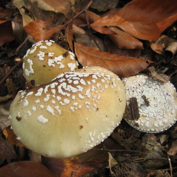Syömättömät kaksoiskappaleet: myrkylliset sienivarjot